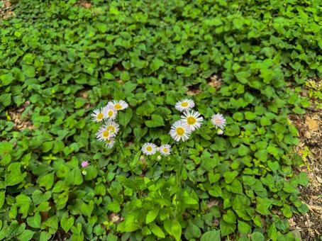 春の雑草の特徴