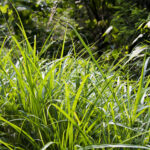 茅ヶ崎市で雑草の草むしり・草刈りのご相談はダスキンにおまかせ