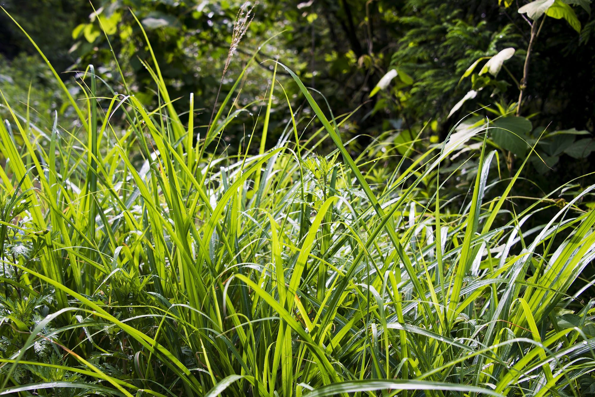 茅ヶ崎市で雑草の草むしり・草刈りのご相談はダスキンにおまかせ